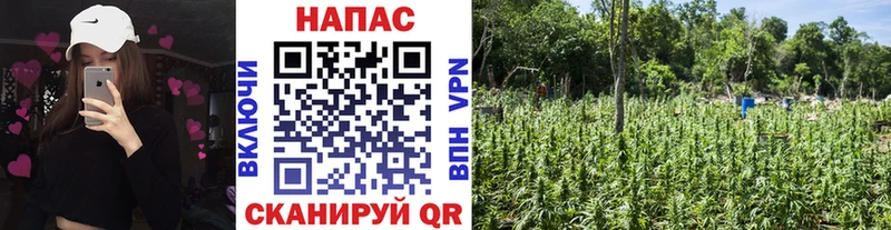 Конопля VHQ  Камышин 